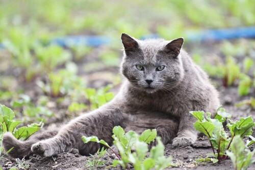 Как защитить от кошек рассаду, грядки и цветники. Самые эффективные методы